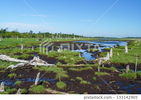 北海道根室春國台枯萎的戶原森林和沼澤景色 北海道根室春國台枯萎的戶原森林和沼澤景色 133142905