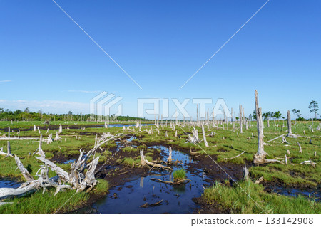北海道根室春國台枯萎的戶原森林和沼澤景色 133142908