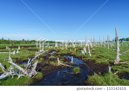 北海道根室春國台枯萎的戶原森林和沼澤景色 北海道根室春國台枯萎的戶原森林和沼澤景色 133142910