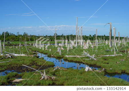 The withered Todowara forest and marshland scenery of Shunkunitai, Nemuro, Hokkaido 133142914