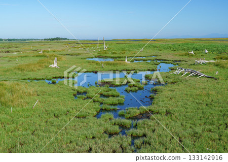 The withered Todowara forest and marshland scenery of Shunkunitai, Nemuro, Hokkaido 133142916