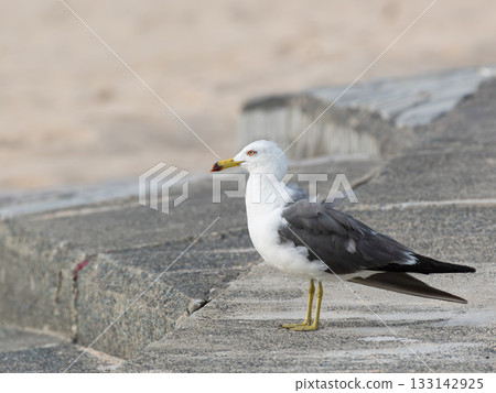 Seagull on Concrete, Seagull standing on a breakwater Seagull on Concrete, Seagull standing on a breakwater 133142925