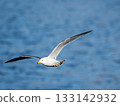 Flying Seagull, A seagull flying against the backdrop of blue sea 133142932