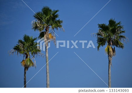 Palm trees shining against the blue sky at Kagoshima Port 133143093