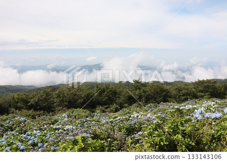 霧氣繚繞的山麓和色彩斑斕的繡球花山丘 霧氣繚繞的山麓和色彩斑斕的繡球花山丘 133143106