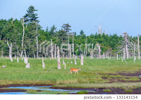 A Hokkaido deer (Cervus nippon yesoensis) in the Shunkunitai wetlands of Nemuro, Hokkaido 133143154