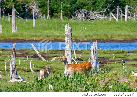 北海道根室春國台濕地的北海道鹿(Cervus nipponyesoensis) 北海道根室春國台濕地的北海道鹿(Cervus nipponyesoensis) 133143157