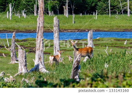 北海道根室春國台濕地的北海道鹿（Cervus nipponyesoensis） 133143160