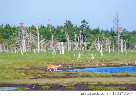北海道根室春國台濕地的北海道鹿(Cervus nipponyesoensis) 北海道根室春國台濕地的北海道鹿(Cervus nipponyesoensis) 133143164