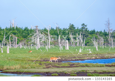 A Hokkaido deer (Cervus nippon yesoensis) in the Shunkunitai wetlands of Nemuro, Hokkaido A Hokkaido deer (Cervus nippon yesoensis) in the Shunkunitai wetlands of Nemuro, Hokkaido 133143165