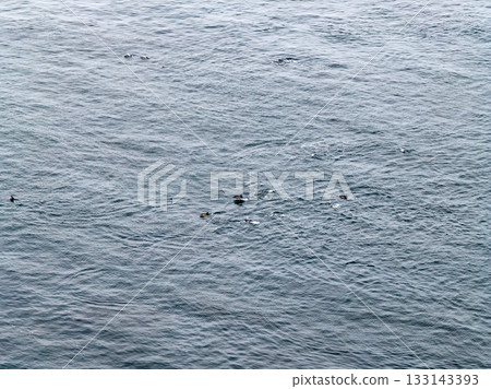 Aerial view of common dolphins feeding above huge dragnet in Donegal Bay, Ireland 133143393