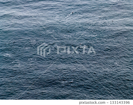 Aerial view of common dolphins feeding above huge dragnet in Donegal Bay, Ireland Aerial view of common dolphins feeding above huge dragnet in Donegal Bay, Ireland 133143396