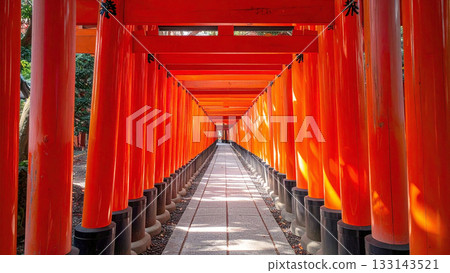 This photo shows a straight view of the approach to the shrine lined with countless vermilion Kyoto torii gates. The light filtering in sparkles and shimmers. 133143521