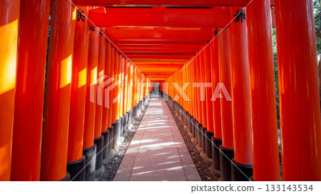 This photo shows a straight view of the approach to the shrine lined with countless vermilion Kyoto torii gates. The light filtering in sparkles and shimmers. 133143534
