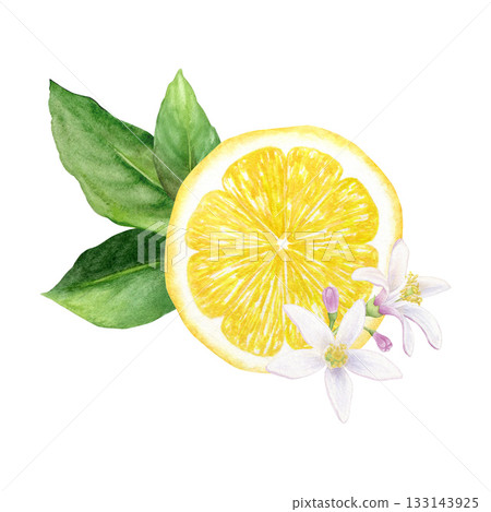 A juicy watercolor illustration of a tropical fruit: half a yellow lemon with leaves and flowers, hand-drawn, isolated on a white background. Suitable for design and printing. A juicy watercolor illustration of a tropical fruit: half a yellow lemon with leaves and flowers, hand-drawn, isolated on a white background. Suitable for design and printing. 133143925