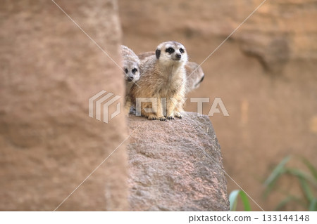 三隻狐獴從巢穴走了出來 133144148