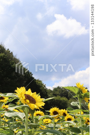 Sunflowers stretching towards the sky Sunflowers stretching towards the sky 133144198