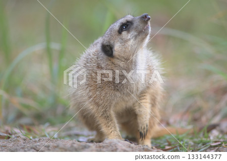 A meerkat keeps watch over a flock of crows flying through the sky 133144377
