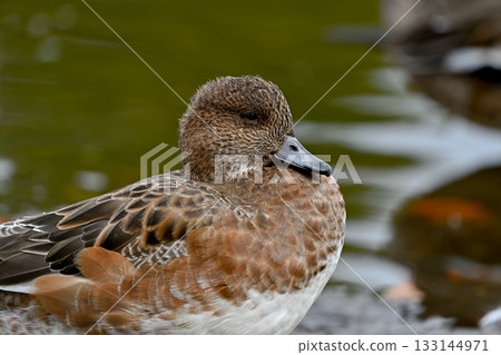 Hydrigamo的女性 133144971