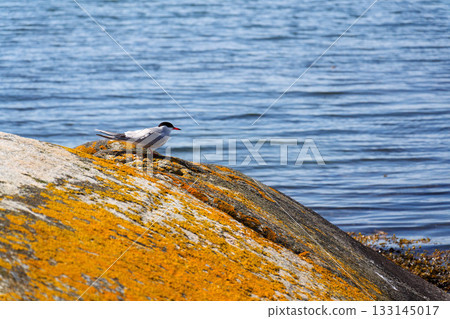 The Artic tern bird with rocks of Saltholmen peninsula on shore of Alvsborgsfjorden harbour, Alvsborg district, sunny day, Gothenburg, Sweden 133145017