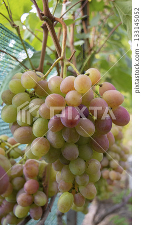 Rows of vineyard vines loaded with red grapes, used for wine product visuals, organic farming, and fruit markets 133145052