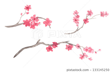 Sakura branches. Watercolor handmade collection of sakura. Delicate illustrations for fabric, wallpaper, greeting cards, design, decoration and illustration. 133145250