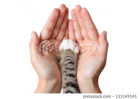 Person gently holding gray cat's paw in their hands, isolated image symbolizing trust, veterinary care, pet ownership, animal friendship Person gently holding gray cat's paw in their hands, isolated image symbolizing trust, veterinary care, pet ownership, animal friendship 133145345