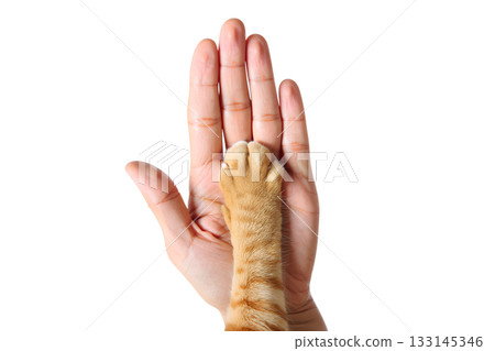 Ginger cat's paw resting in human hand, isolated on transparent background, symbolizing trust, friendship, the special bond between pets and their owners 133145346