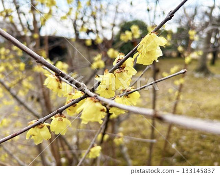 公園裡的冬青花盛開 133145837