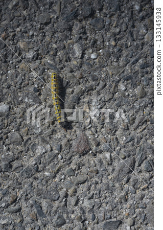 Caterpillar crossing the road at Lac de Leon in Departement des Landes Caterpillar crossing the road at Lac de Leon in Departement des Landes 133145938