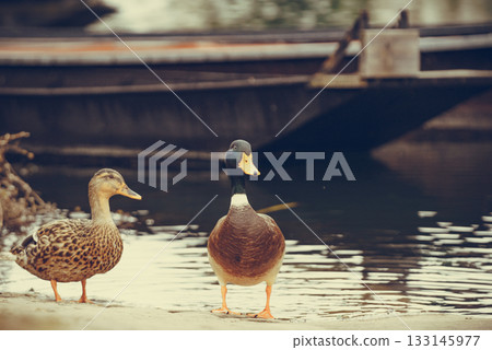 Wild drake and aduck at riverbank Wild drake and aduck at riverbank 133145977