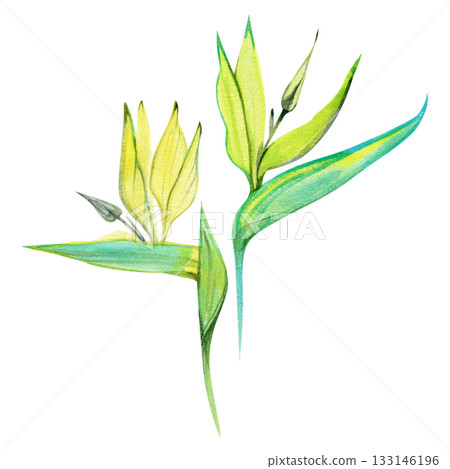 Watercolor illustration of two strelitzia flowers the tropical symbol of Los Angeles. Elegant botanical artwork perfect for exotic prints, floral design, and natural decor. 133146196