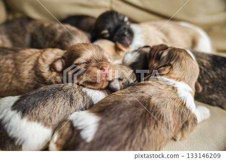 Newborn Havanese puppies cuddled together on a beige couch, with one puppy opening its eyes, creating a warm and adorable moment of early puppy life. 133146209