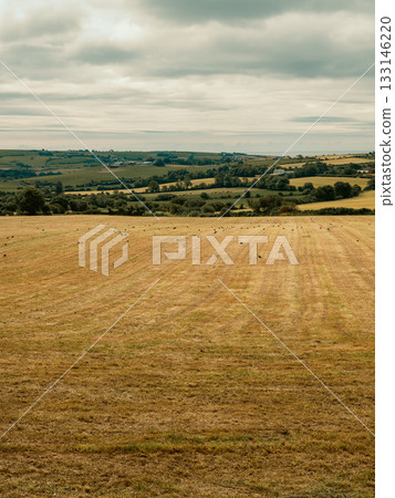 The contrast between the golden field and the green hills creates a compelling landscape composition. The contrast between the golden field and the green hills creates a compelling landscape composition. 133146220