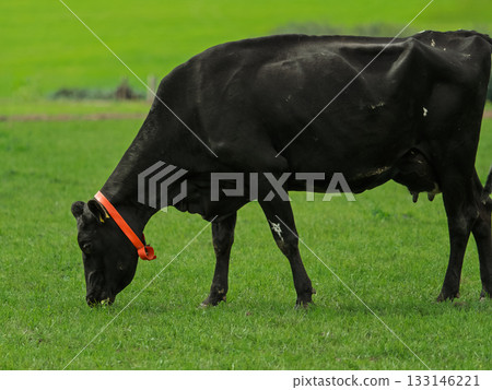 Black cow grazing on green grass in rural field during sunny day, wearing orange collar on a farm in the countryside. Black cow grazing on green grass in rural field during sunny day, wearing orange collar on a farm in the countryside. 133146221
