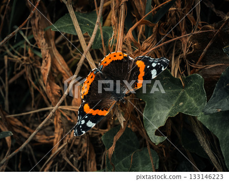 A beautiful Vanessa atalanta butterfly with orange and white markings sits with open wings. It perches on dry brown stems with green ivy leaves surrounding it. A beautiful Vanessa atalanta butterfly with orange and white markings sits with open wings. It perches on dry brown stems with green ivy leaves surrounding it. 133146223