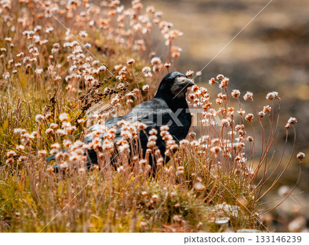 A dark, rugged bird, Raven or Crow, sits partially hidden among dry, sun-drenched coastal grasses and clusters of faded white and beige wildflowers, blending into the earthy tones of the landscape. A dark, rugged bird, Raven or Crow, sits partially hidden among dry, sun-drenched coastal grasses and clusters of faded white and beige wildflowers, blending into the earthy tones of the landscape. 133146239
