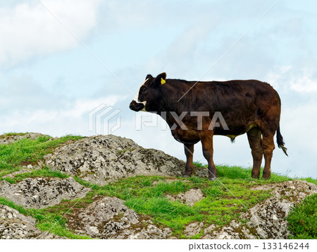 A brown bull with a white face stands on a rocky, grass covered hilltop in West Cork, Ireland. The sky is light blue with some clouds in the distance behind the animal. 133146244