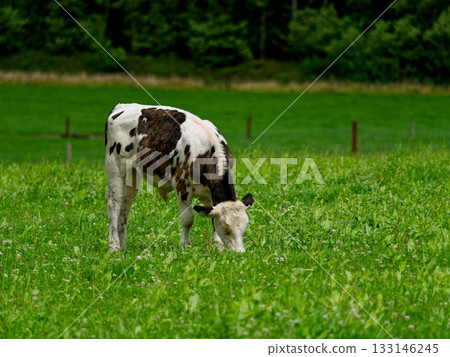 A cow with black and white markings is grazing peacefully in a vibrant green field. The serene scene unfolds in West Cork, Ireland. 133146245