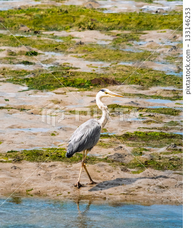 A solitary heron, with its sleek grey plumage, explores the boundary where water meets land. A solitary heron, with its sleek grey plumage, explores the boundary where water meets land. 133146253