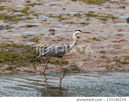 A grey heron wades through shallow, rippling water near a muddy bank, its reflection mirroring its elegant stride. A grey heron wades through shallow, rippling water near a muddy bank, its reflection mirroring its elegant stride. 133146254