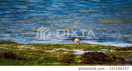 A ruddy turnstone, a small shorebird, walks on a tidal flat covered with green algae near the ocean's edge, probing for food with its long, orange beak. A ruddy turnstone, a small shorebird, walks on a tidal flat covered with green algae near the ocean's edge, probing for food with its long, orange beak. 133146257