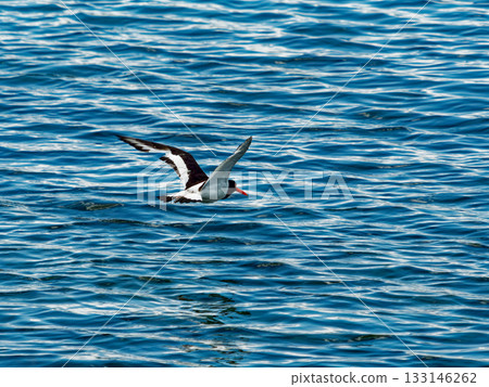 A black-and-white oystercatcher flies low above the water. Its wings are fully spread as it flies. The sea is blue and covered in small ripples. A black-and-white oystercatcher flies low above the water. Its wings are fully spread as it flies. The sea is blue and covered in small ripples. 133146262