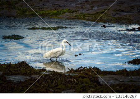 Little egret wading in shallow water near a muddy bank covered with green algae. Little egret wading in shallow water near a muddy bank covered with green algae. 133146267