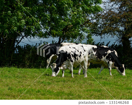 Cows eat grass in a field near the coast of West Cork, Ireland, on a sunny day. 133146268