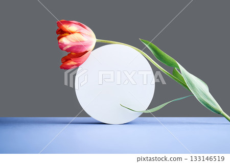 Red tulip stem balancing on white circle Red tulip stem balancing on white circle 133146519