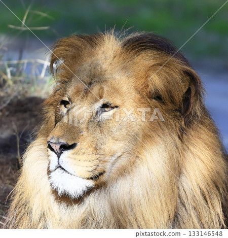 lion 133146548