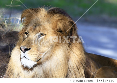 lion lion 133146549
