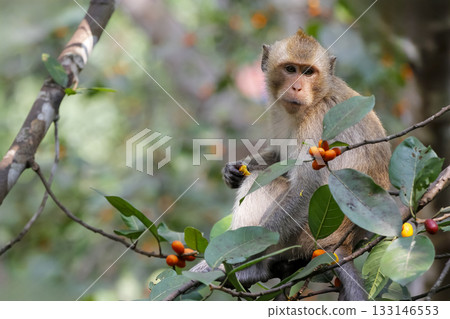 Close up The monkey eatting food on tree in thailand 133146553