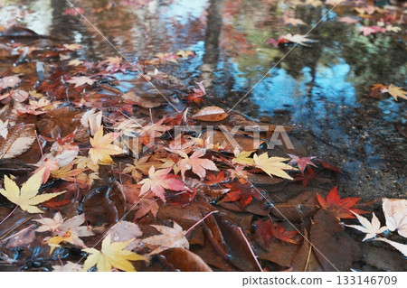 Fallen maple leaves sinking in the water 133146709